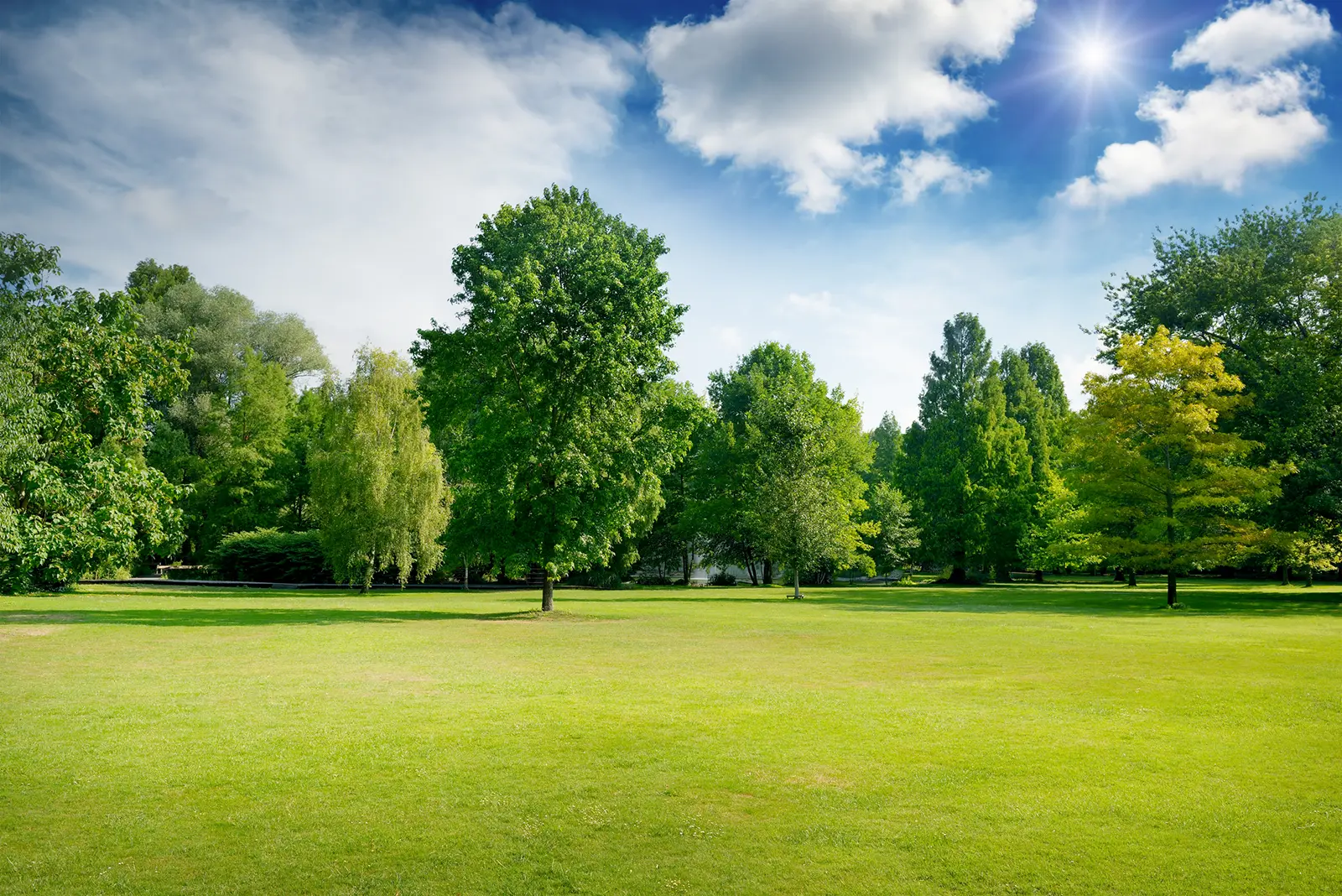 Un parco verde ampio con diversi alberi di diverse dimensioni e sfumature di verde. Il cielo è parzialmente nuvoloso con il sole che brilla, creando un ambiente esterno piacevole e tranquillo. L'area erbosa è vasta, senza persone visibili, offrendo un ambiente sereno.